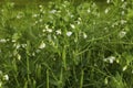 Blooming pea plants Royalty Free Stock Photo