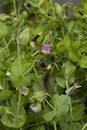 Blooming pea plants Royalty Free Stock Photo