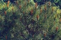 Blooming young pine tree with delicate buds of cones Royalty Free Stock Photo