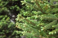 Blooming young spruce shoots on coniferous evergreen branches at spring, new fresh tender needles, natural background Royalty Free Stock Photo