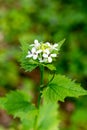 Nettle bush blooms Royalty Free Stock Photo