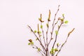Blooming young twigs on delicate pink background. Spring easter concept Royalty Free Stock Photo