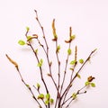 Blooming young twigs on delicate pink background. Spring easter concept. Birch twigs bouquet Royalty Free Stock Photo