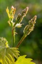 Blooming young wine grapes in vineyard in the spring time.