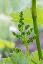 Blooming young wine grapes in a vineyard in the spring time.