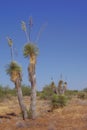 Blooming Yucca