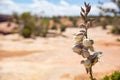 Blooming yucca, Arizona US. Desert plant with white flowers