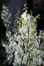 Blooming Yucca bush. Yucca bushes in bloom. Gardening Theme