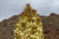 Blooming Yucca (CA 04410 Royalty Free Stock Photo