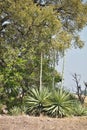 Blooming yucca,Chobe National Park, Botswana