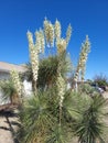 Blooming Yucca elata also known as Soaptree Yucca, Phoenix, Arizona Royalty Free Stock Photo