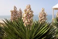 Blooming yucca filamentosa coast of Spain Royalty Free Stock Photo