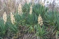 Blooming yucca filamentosa Royalty Free Stock Photo