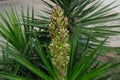 blooming yucca gloriana on the streets of Buenos Aires