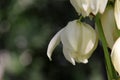 Blooming yucca gloriosa