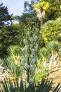 Blooming Yucca gloriosa. perennial evergreen monoecious plant Asparagaceae.