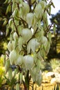 Blooming Yucca gloriosa. perennial evergreen monoecious plant Asparagaceae