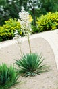 Blooming yucca palm Royalty Free Stock Photo
