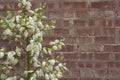 Blooming Yucca Plant Against Rough Brick Wall Royalty Free Stock Photo