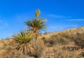 Blooming Yucca PLant in desert, Nevada