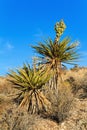 Blooming Yucca Plant, Nevada