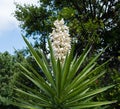 Blooming yucca plant in Southern California