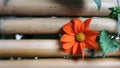 Blooming Zinnia flower and green leaves on bamboo garden fence Royalty Free Stock Photo