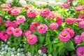 Blooming Zinnia flowers Royalty Free Stock Photo