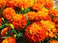 Beautiful Zinnia flowers, typical blooming park flowers Royalty Free Stock Photo