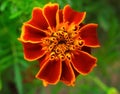 Beautiful Zinnia flowers, typical blooming park flowers Royalty Free Stock Photo