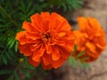 Beautiful Zinnia flowers, typical blooming park flowers Royalty Free Stock Photo