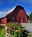 Blooming Zinnias Grow in Front of Red Barn