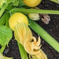 Blooming zucchino plant grows in the garden