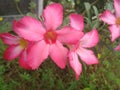 Blooms adenium pink flower