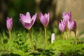 Blooms of autumn crocuses on a blurry background - Colchicaceae Royalty Free Stock Photo