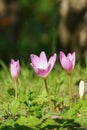 Blooms of autumn crocuses on a blurry background - Colchicaceae