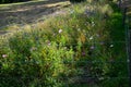 blooms bee meadow sowing annuals for plenty of pollen, sunrise,