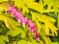 Blooms of the bleeding heart plant cultivar Dicentra spectabilis `Gold Hearts`. Brilliant gold leaves, peach-colored stems, Royalty Free Stock Photo