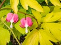 Blooms of the bleeding heart plant cultivar Dicentra spectabilis `Gold Hearts`. Brilliant gold leaves, peach-colored stems, Royalty Free Stock Photo