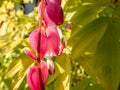 Blooms of the bleeding heart plant cultivar Dicentra spectabilis `Gold Hearts`. Brilliant gold leaves, peach-colored stems,