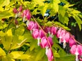 Blooms of the bleeding heart plant cultivar Dicentra spectabilis `Gold Hearts`. Brilliant gold leaves, peach-colored stems, Royalty Free Stock Photo