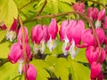 Blooms of the bleeding heart plant cultivar Dicentra spectabilis `Gold Hearts`. Brilliant gold leaves, peach-colored stems,