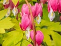 Blooms of the bleeding heart plant cultivar Dicentra spectabilis `Gold Hearts`. Brilliant gold leaves, peach-colored stems,