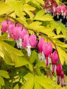 Blooms of the bleeding heart plant cultivar Dicentra spectabilis `Gold Hearts`. Brilliant gold leaves, peach-colored stems,