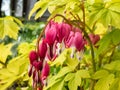 Blooms of the bleeding heart plant cultivar Dicentra spectabilis `Gold Hearts`. Brilliant gold leaves, peach-colored stems,