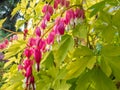 Blooms of the bleeding heart plant cultivar Dicentra spectabilis `Gold Hearts`. Brilliant gold leaves, peach-colored stems,