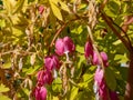 Blooms of the bleeding heart plant cultivar Dicentra spectabilis `Gold Hearts`. Brilliant gold leaves and peach-colored stems,