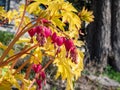 Bleeding heart cultivar (Dicentra spectabilis) \'Gold Hearts\'. Brilliant gold leaves and peach-colored stems