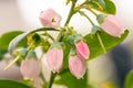 The blooms of a blueberry plant in a Texas garden