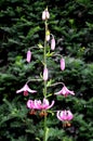 It blooms with bright pink to purple-red, slightly fleshy, fragrant flowers that are dotted with dark spots. Long velvet sticks Royalty Free Stock Photo